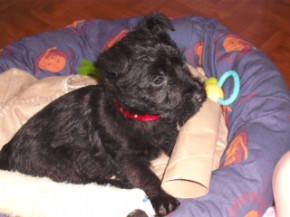 Lucy_the_puppy