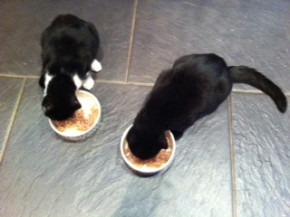 feedingtime